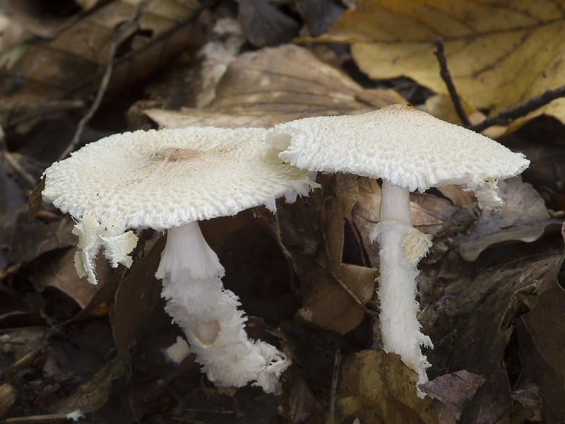 Lepiota clypeolaria